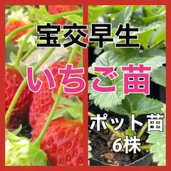 2024年最新】いちご苗 宝交早生 10株 ／ 苺 イチゴ いちごの苗 苺の苗