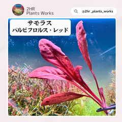 【希少水草】サモラス・パルビフロルス・レッド　１株