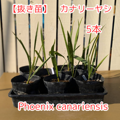 【抜き苗】カナリーヤシ　Phoenix canariensis　5本