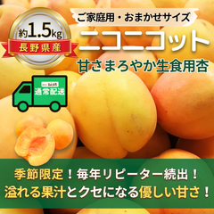 ニコニコット～甘さまろやか生食用杏～【内容量】約1.5kg【サイズ】当店お任せ【品目】杏（あんず）【品種】当店お任せ【産地】長野県【規格】ご家庭用A品B品混合【詰め方】パック詰め【配送までの日数】1～4日