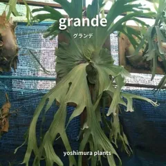 ビカクシダ グランデ☆植物☆大株☆プラティケリウム グランデ
