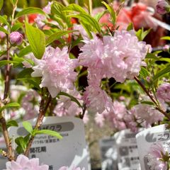 落葉樹　花木　八重咲き　庭桜