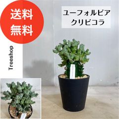ユーフォルビア クリビコラ【送料無料】紫 高さ0.25ｍ 幅0.15ｍ 12cmプラ鉢 多肉植物 ドライガーデン インテリア 観葉植物 耐寒性 園芸品種