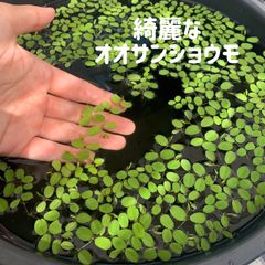 きれいなオオサンショウモ10株