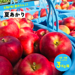 8月収穫の希少な夏リンゴ「夏あかり3キロ箱A品B品」 農林水産大臣賞  信州産 産地直送 長野県限定品種