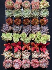 a*s様 B1505-4×15苗 ギョクシキキン アエオニウム 抜き苗 多肉植物 新入荷 ギョクシキン アエオニウム ZM1505×15鉢 抜き苗 多肉植物