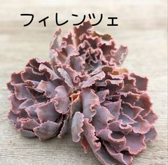 フィレンツェ 多肉植物 韓国苗 A133 - メルカリ