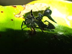 アカスジヘルメットツノゼミ Anchistrotus sp. - メルカリ