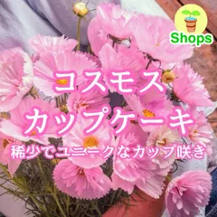 【お花の種】コスモス☆秋桜 カップケーキ 種子 約20粒！のサムネイル