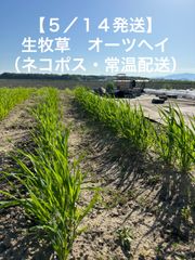 【5/14発送】生牧草　オーツヘイ（ネコポス、常温配送）