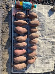 無農薬　さつまいも　紅はるか 4.5キロ