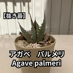 【抜き苗】アガベ　パルメリ　Agave palmeri　2024-6-15-ap1