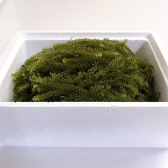 ＊久米島産＊　生海ぶどう　A級品（茎無し）500ｇ