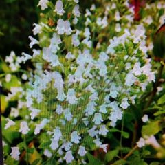 カラミンサの苗（植えどき、苗10本）