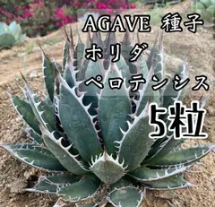 2025年最新】アガベ ホリダ ペロテンシスの人気アイテム - メルカリ