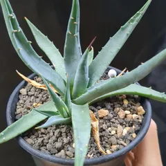 2026年最新】アガベ ネバデンシスの人気アイテム - メルカリ