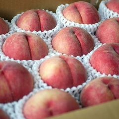 クール便　秀品　白鳳５ｋｇ　１８玉　８月中旬前後〜出荷　長野県産桃 　地元JA選果【配送先：東北～関西地域】