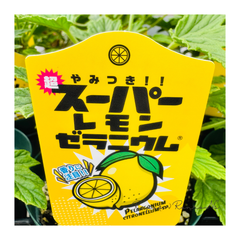 ゼラニウム　シトロネルム：スーパーレモン（3.5号）希少品種　花苗　珍しい　虫よけ　ハーブゼラニウム　天竺葵　寄せ植え　ゼラニューム　鉢植え　カラーリーフ