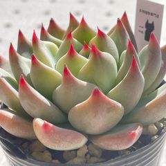 シャキノ　美苗　多肉植物　エケベリア　韓国苗