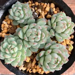 クランベリー 多肉植物 たにログ348 大型群生株の植え替え方法！クランベリー丼の育て方