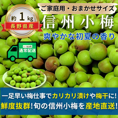 信州小梅 ～爽やかな初夏の香り～【内容量】約1kg【配送方法】通常配送【サイズ】当店お任せ【品目】小梅（こうめ）【品種】当店お任せ【産地】長野県【規格】ご家庭用A品B品混合【詰め方】 バラ詰め【配送までの日数】1～4日