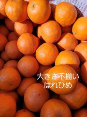 【激あま:はれひめ2.0kg内】愛媛県睦月島産