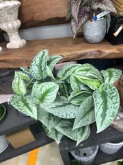 2025年最新】scindapsus スキンダプサスの人気アイテム - メルカリ