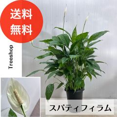 【観葉植物】 スパティフィラム 【送料無料】15cmプラ鉢 高さ0.8ｍ（鉢込）幅0.6ｍ スパティ 多年草 プレゼント 贈り物 インテリア ※2025.6.16現在、お花は終わっています。
