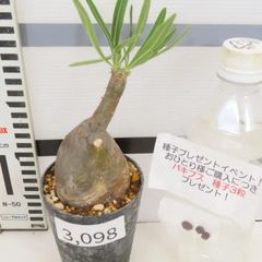 3098 「塊根植物」パキポディウム グラキリス S 植え【発根未確認・gracilius・購入でパキプス種子プレゼント】