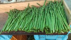 アスパラ　わけあり2kg 格安出品 本年最後