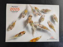 メダカ2025年カレンダー