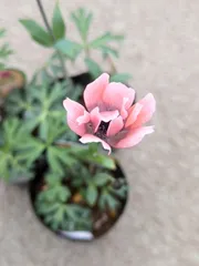 2025年最新】アネモネ パブニナの人気アイテム - メルカリ