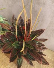 ペペロミア　ロッソ　３号　観葉植物　植物