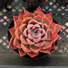 エケベリア ラベンダーカード (抜き苗) チャンフィー苗 韓国苗 多肉