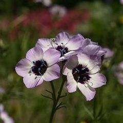 【花の種】ギリア　トリコロール　0.1ｍｌ　約180粒　ギリヤ 　バーズアイズ