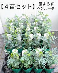 【４苗セット】　猫寄らず　 ヘンルーダ　ルー　ハーブ