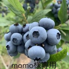 佐賀県産　完熟ブルーベリー冷凍　4キロ⭐︎