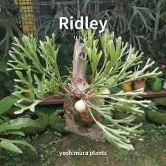 SALE❗️焼杉板付けビカクシダ（リドレイ）Ｐ.ridleyi胞子培養株no.1 Yahoo!オークション - P. ridleyi リドレイ リドレー ビカクシダ