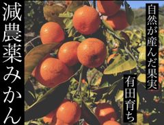 減農薬みかん 訳あり 有田みかん 10キロ サイズ混合