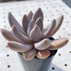 紫麗殿　多肉植物　パキフィツム