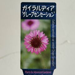 【宿根草】ガイラルディア・グレープセンセーション　3.5号ラベル苗