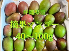 沖縄県産　摘果マンゴー　40〜100g前後　1Kg