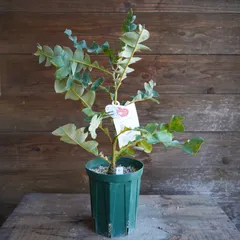 ちんちらページ　バンクシア　グランディス　鉢植え　苗　オージープランツ おしゃれ 観葉植物 鉢花 選べる苗：バンクシア*グランディス