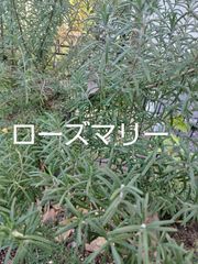 ローズマリーの葉 無農薬栽培 ①ドライ20g ／②フレッシュ20g♡♡ 天然の防虫剤 ハーブティー、入浴剤や精油チンキ作りに。