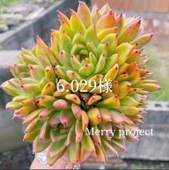 Merry project - メルカリShops 