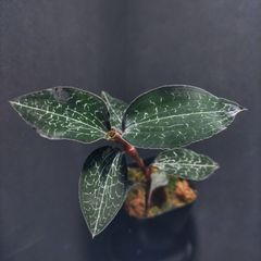 アネクトキルス フォルモサヌス ジュエルオーキッド - メルカリ