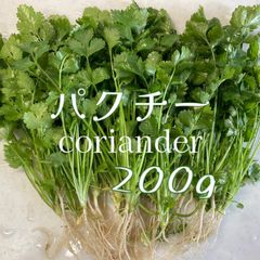 パクチー コリアンダー 約200g
