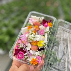 エディブルフラワー　食用花　5パック