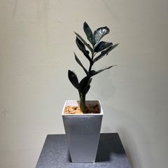 ザミオクルカス　レイヴン　抜き苗