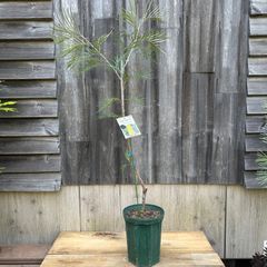 【現品】④ グレビレア ゴールデンユーロ 開花後 7号 ②